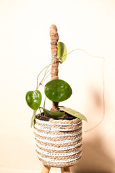 Hoya glabra